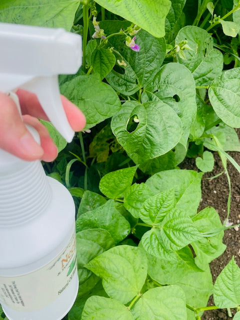 Natural Garden Spray - Neem Oil Garden Spray with Garlic