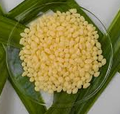Candelilla Wax NF Beeswax Substitute